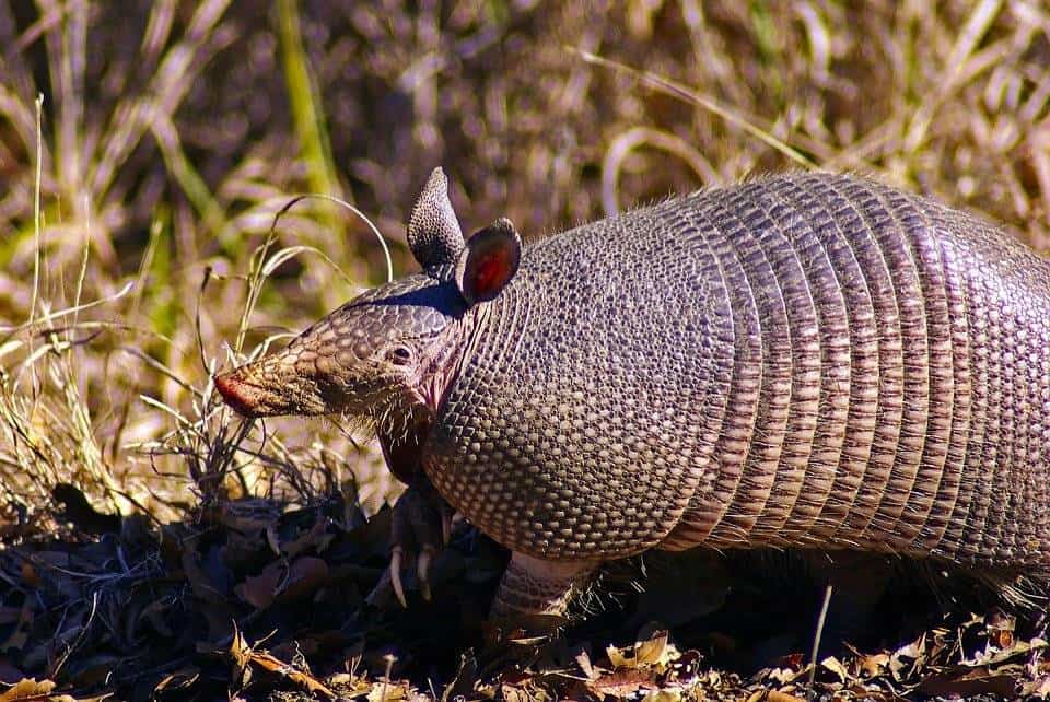 a-texas-armadillo