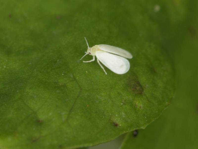 a-whitefly-in-macro