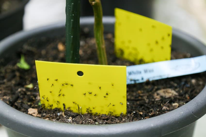 sticky traps for gnats