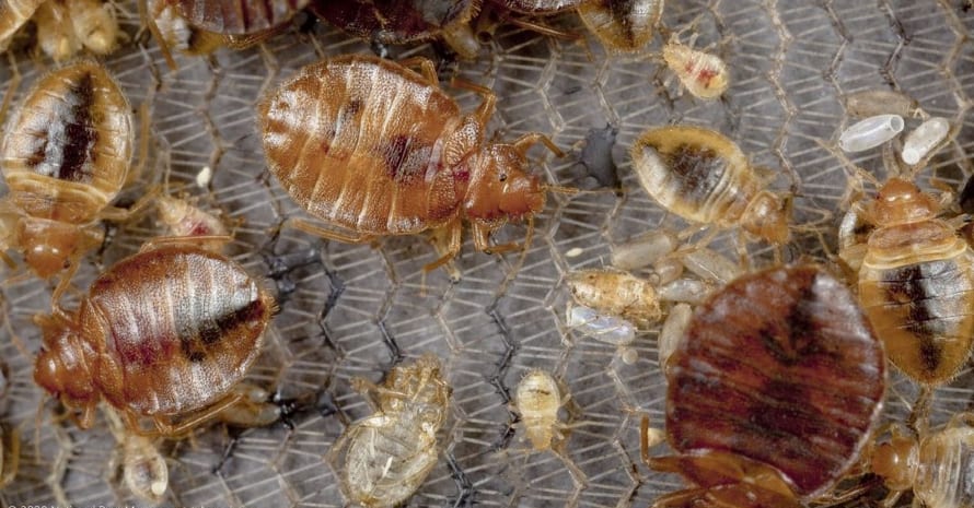 adult bed bugs and their children