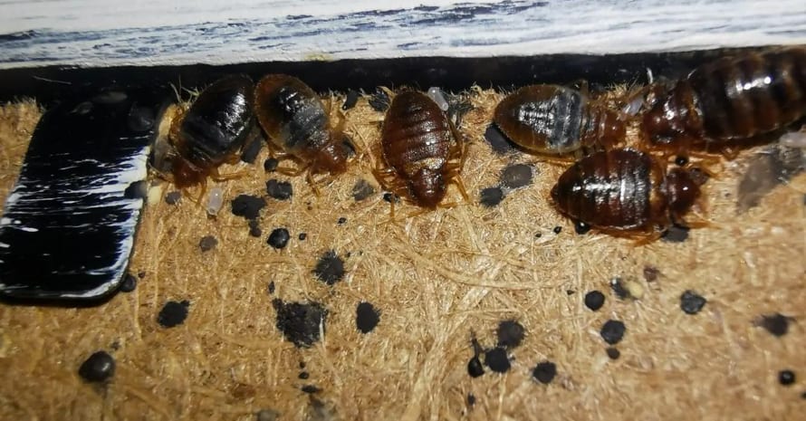 adult bed bugs on plywood