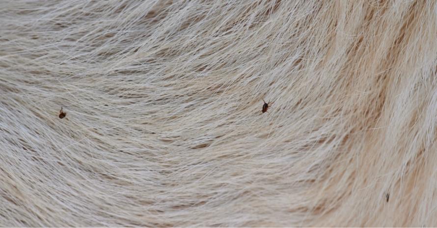 adult fleas on dogs