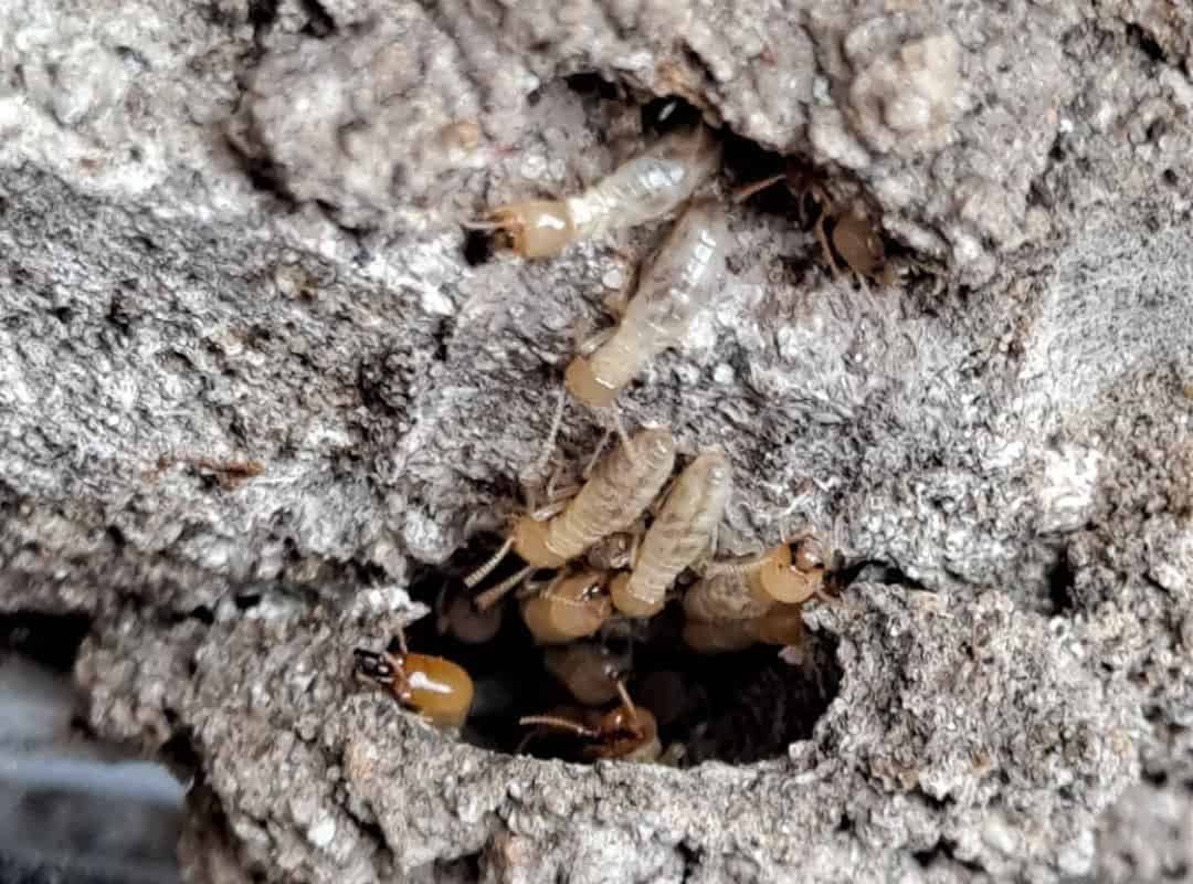 adult termites