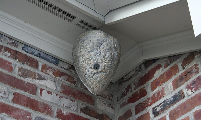 fake wasp nest