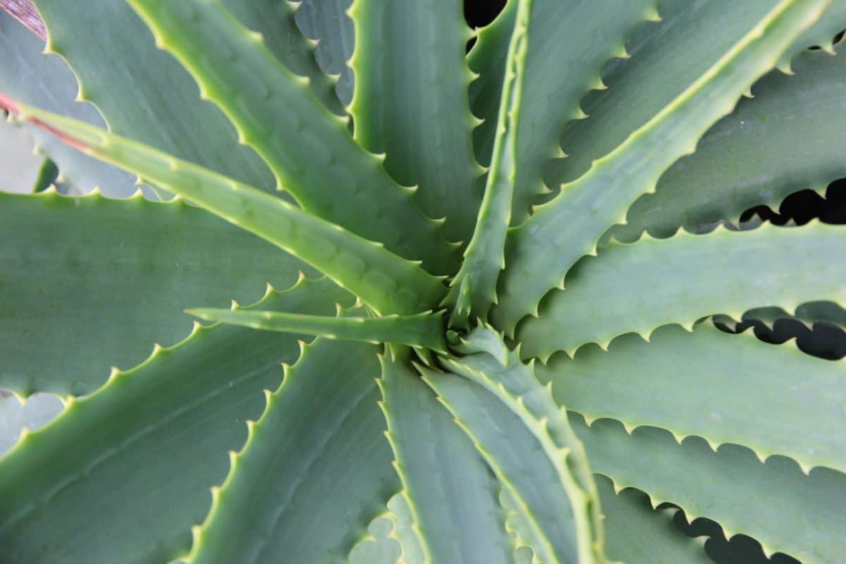 aloe vera plant