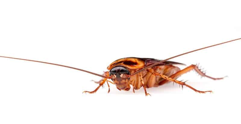 american cockroach, white background