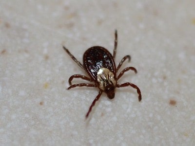 american dog tick on white ground