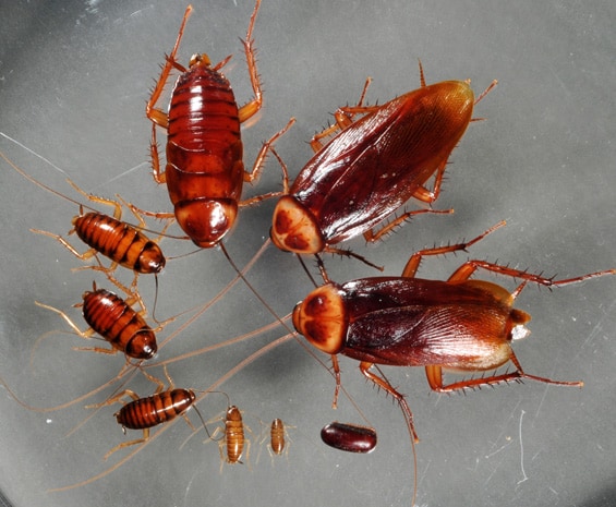 lifecycle of american roaches