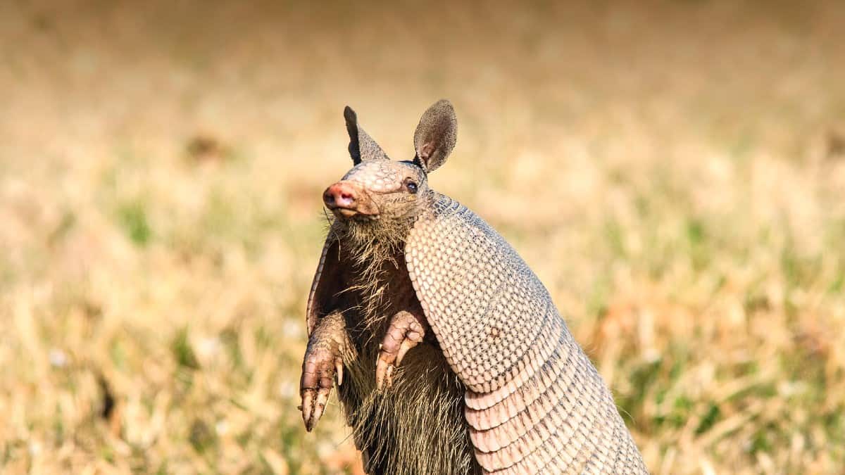 an-armadillo-and-the-nature