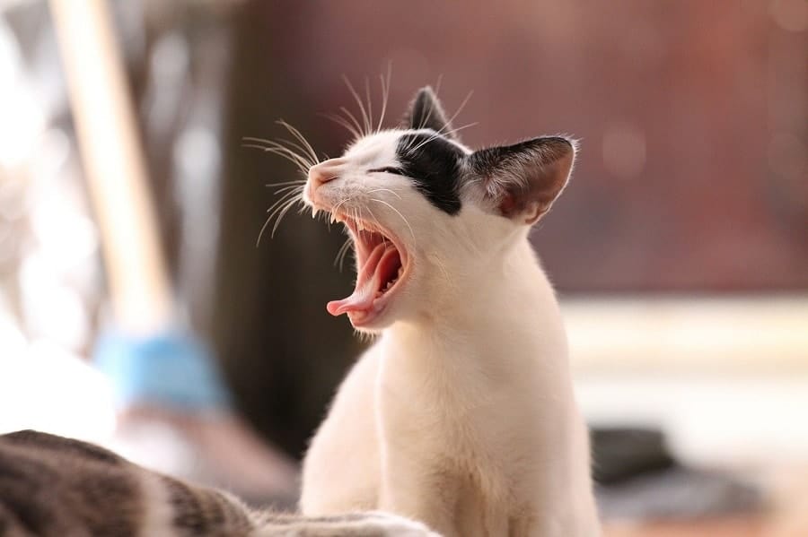 cat yawns