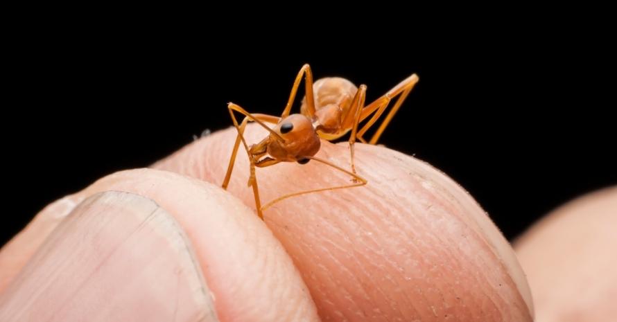 ant on fingers