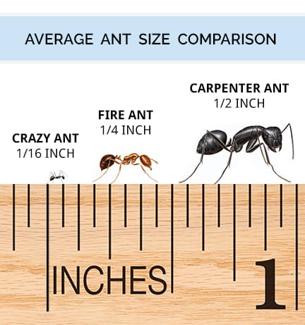 carpenter ants compared in size with other ants