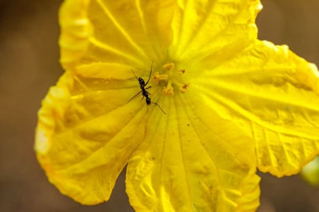 an ant on the yellow flower