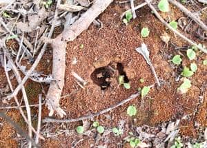 anthill in winter