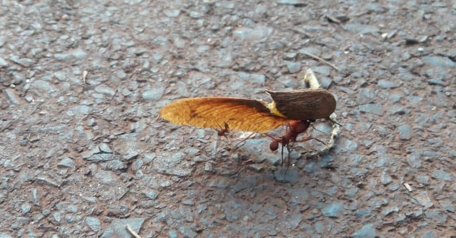 ants carry maple fruit