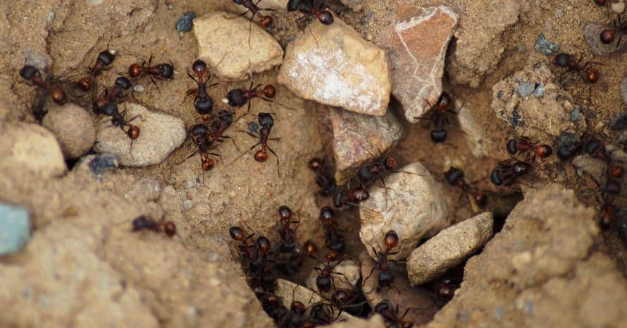 ants crawl into an anthill