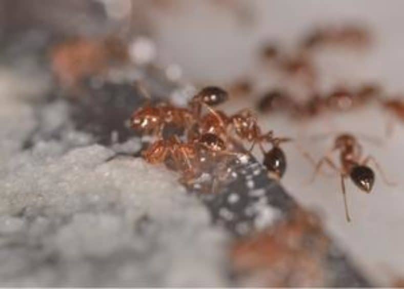 ants eating borax poison