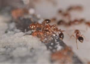 ants eating borax poison