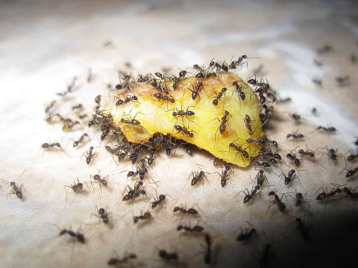 ants-eating-leftover-food