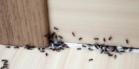 ant colony in bathroom