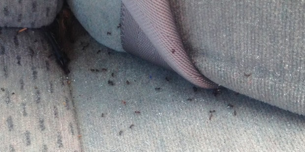 ants on car seat