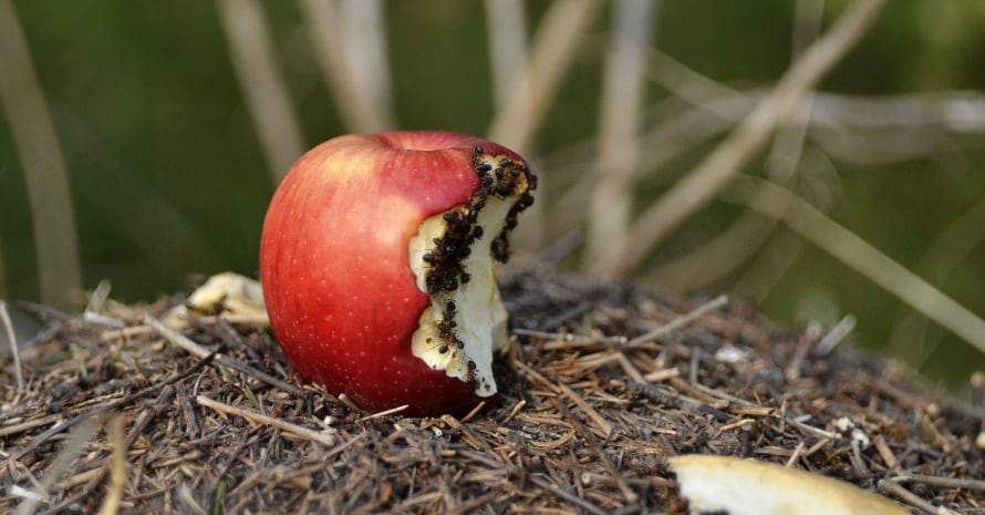 ants on an apple