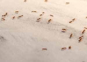 ants on the cloth
