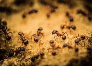 ants on the sand