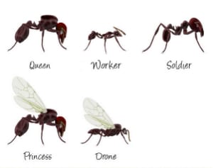 How To Get Rid Of Sugar Ants Control Prevention Guide