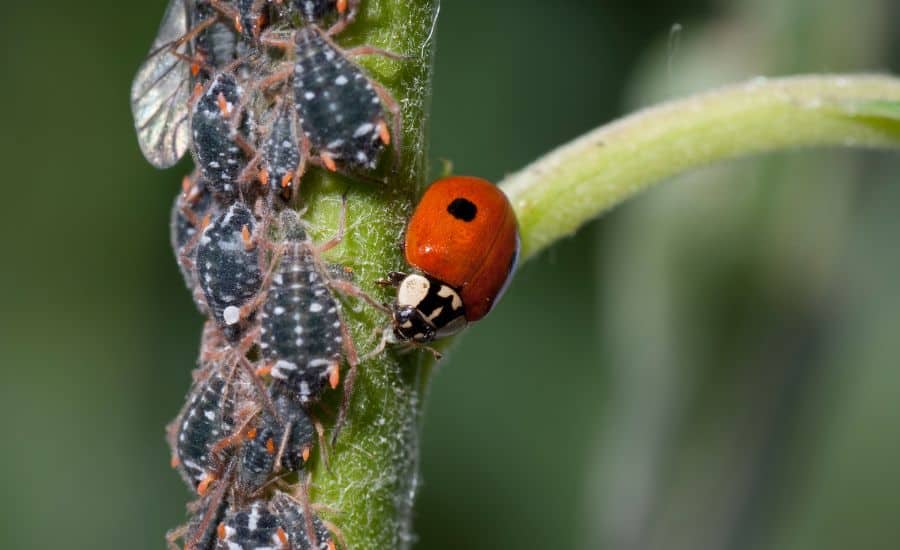 aphids and ladybugs on a plant