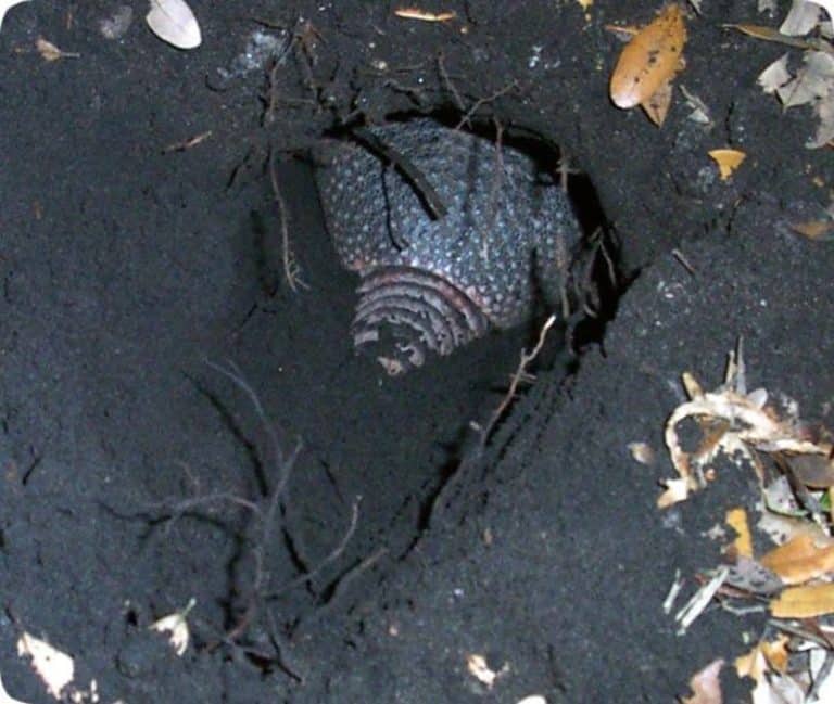 How to Trap Armadillos: Tips for Successful Catching