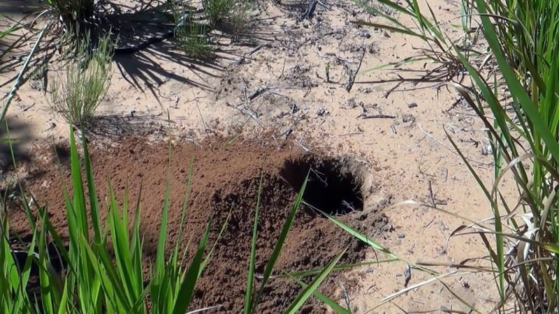 armadillo-hole