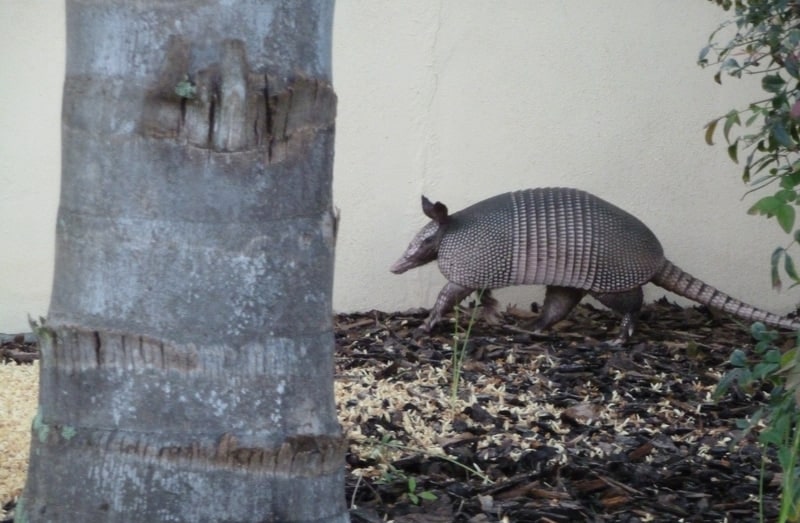 armadillo in a yard