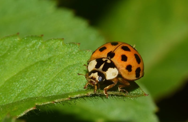 asian beetle, close view