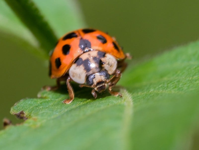 asian beetle on a leaf