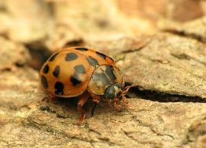 asian beetle