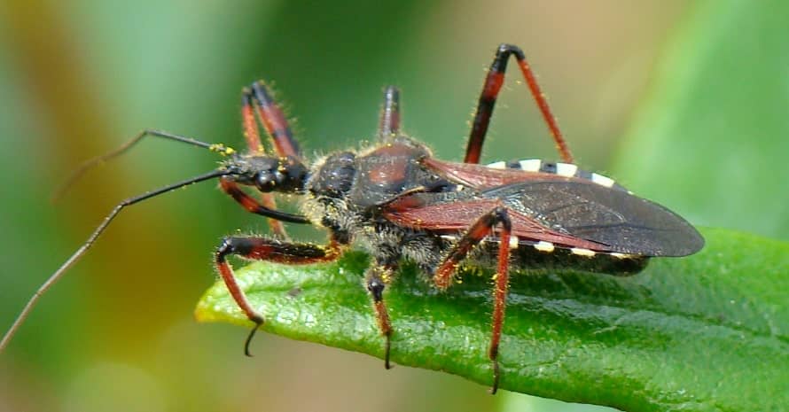 assassin bug in the Garden