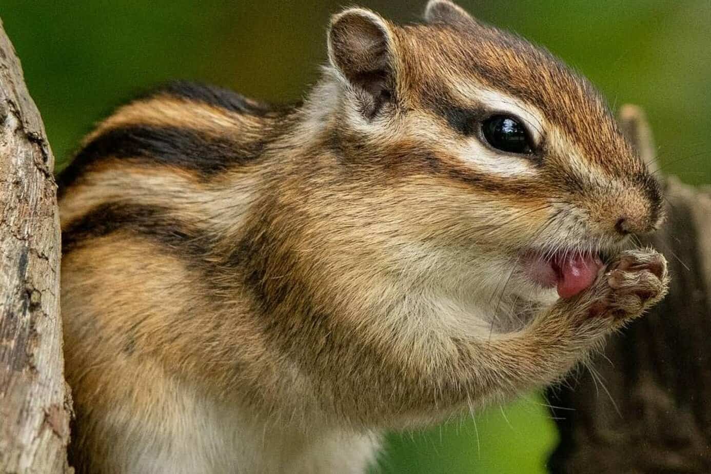 How to Catch Chipmunk: Rules for Getting Rid of Elusive Rodents