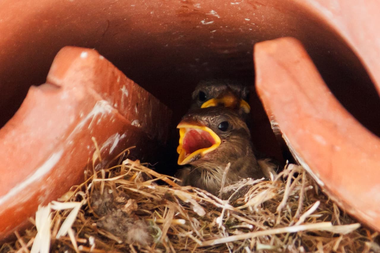 birds in nest