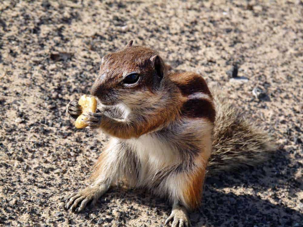 barbary-ground-squirrel