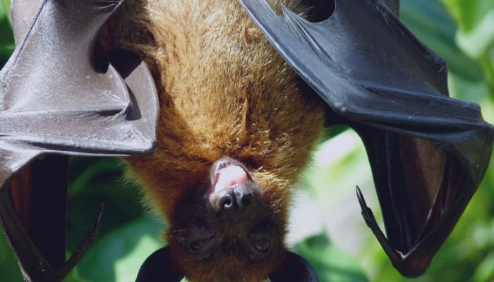 bat hanging on a tree