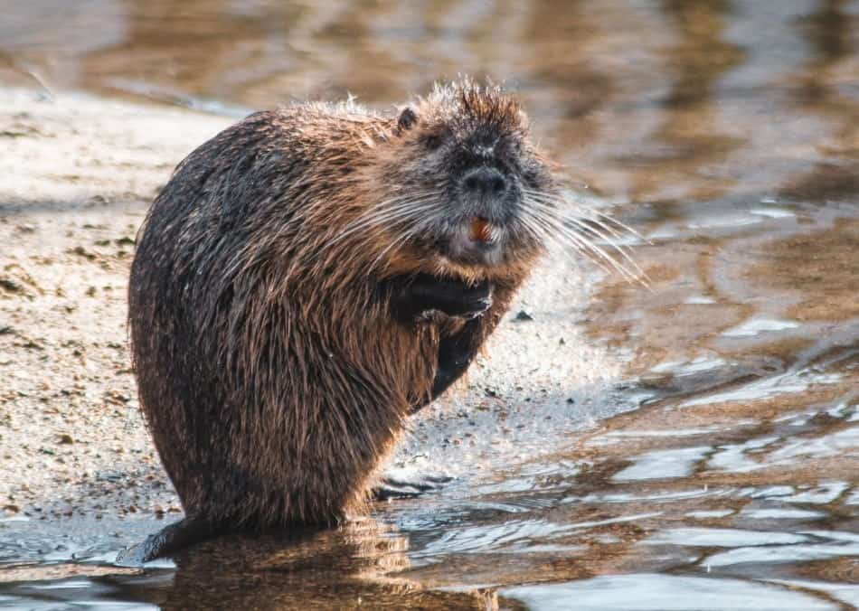 Castor de pé na borda da água