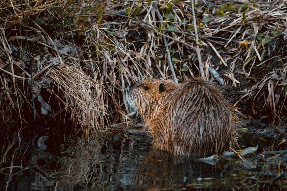 beaver in front of its dam