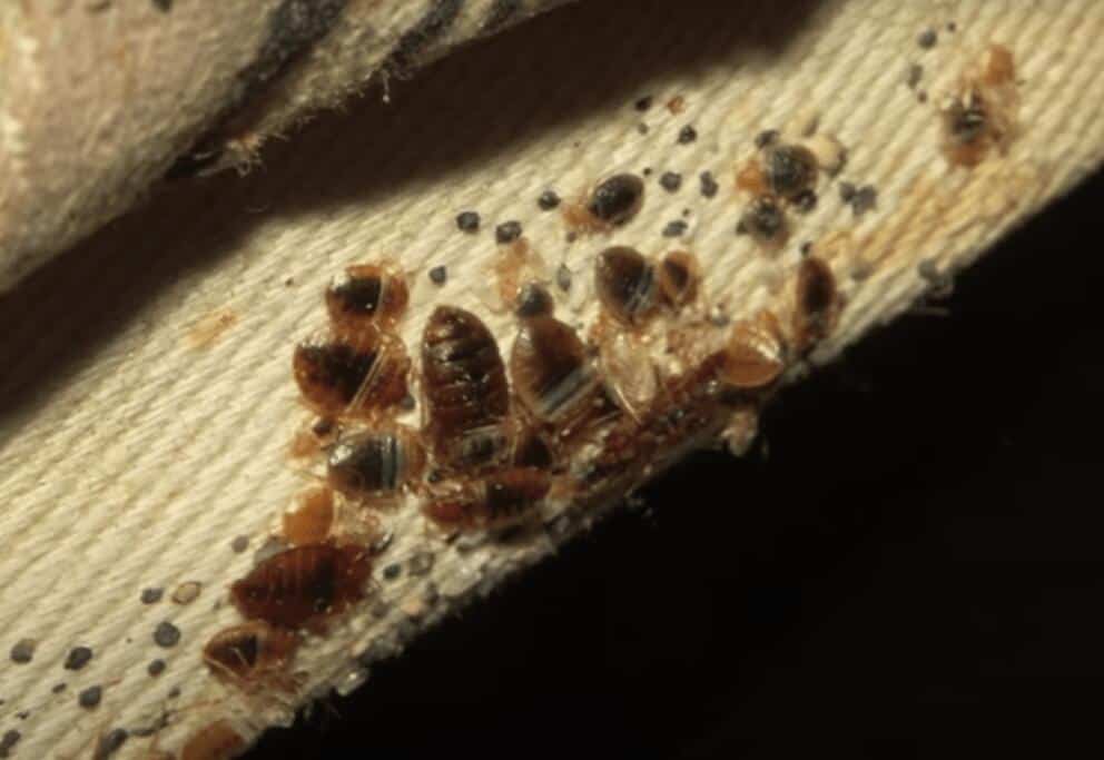 Typical bed bug aggregation on a mattress