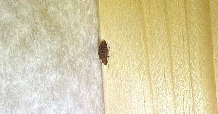 bed bug crawling on the couch