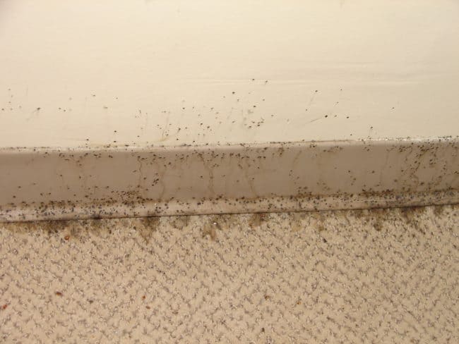 Bed Bug Poop 101: Identification & Dangers [with Pictures]