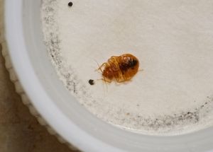 bed bug in a plate