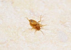 bed bug lying on back
