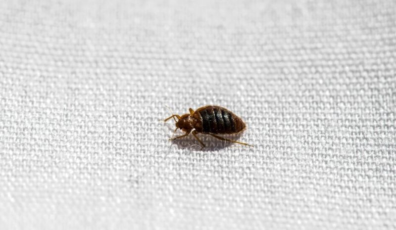 bed bug on cloth