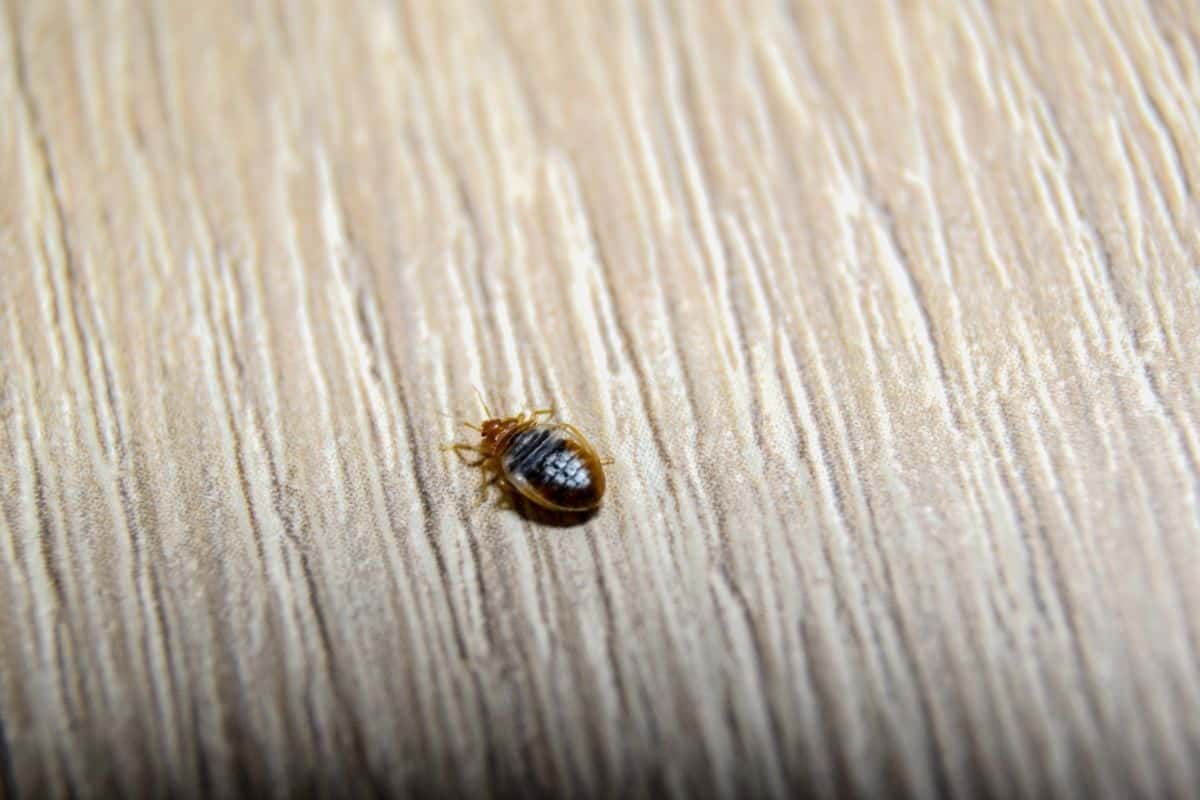 bed bug on cloth